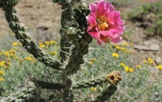 ancient pueblo ruins