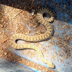 prairierattlesnake Prairie Rattlesnake