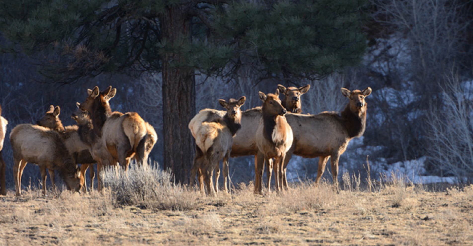 elk header Elk
