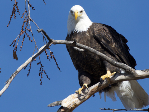Birding Tour Birding Tour